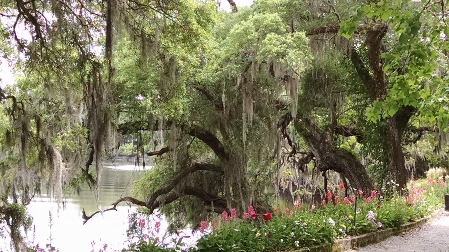 Beautiful setting at the Magnolia Plantation Charleston SC, DURING Southern Hospitality 2016.