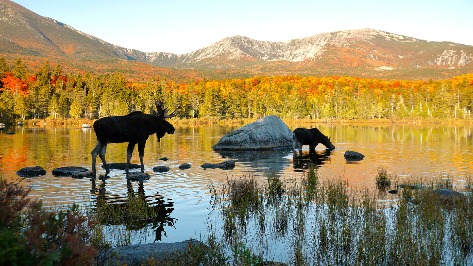 Must See Maine