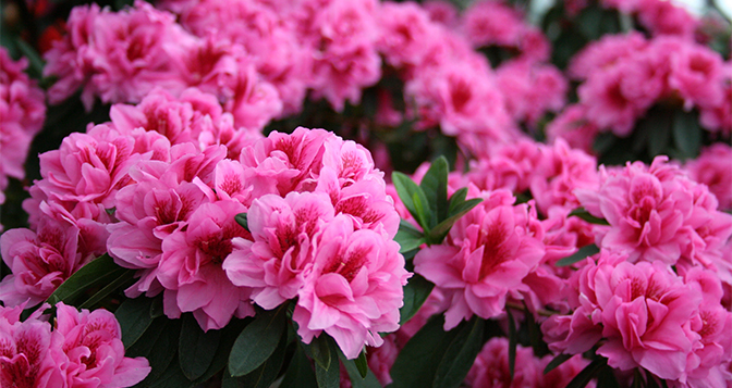 Amish & Azaleas #2