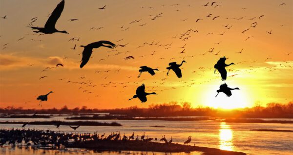 Sandhill Crane Migration tour