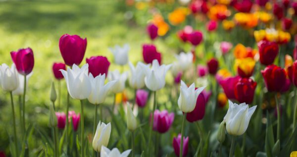 Pella Tulip Festival tour