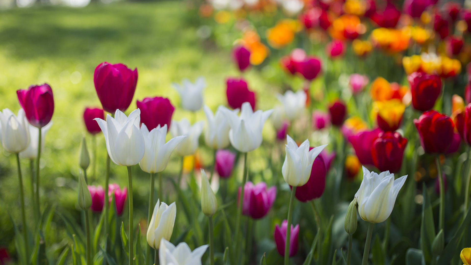 Pella Tulip Festival tour