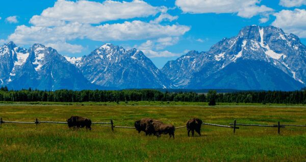 Wild West Wyoming tour