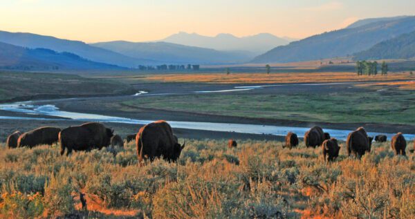 Rough Riders and Yellowstone tour