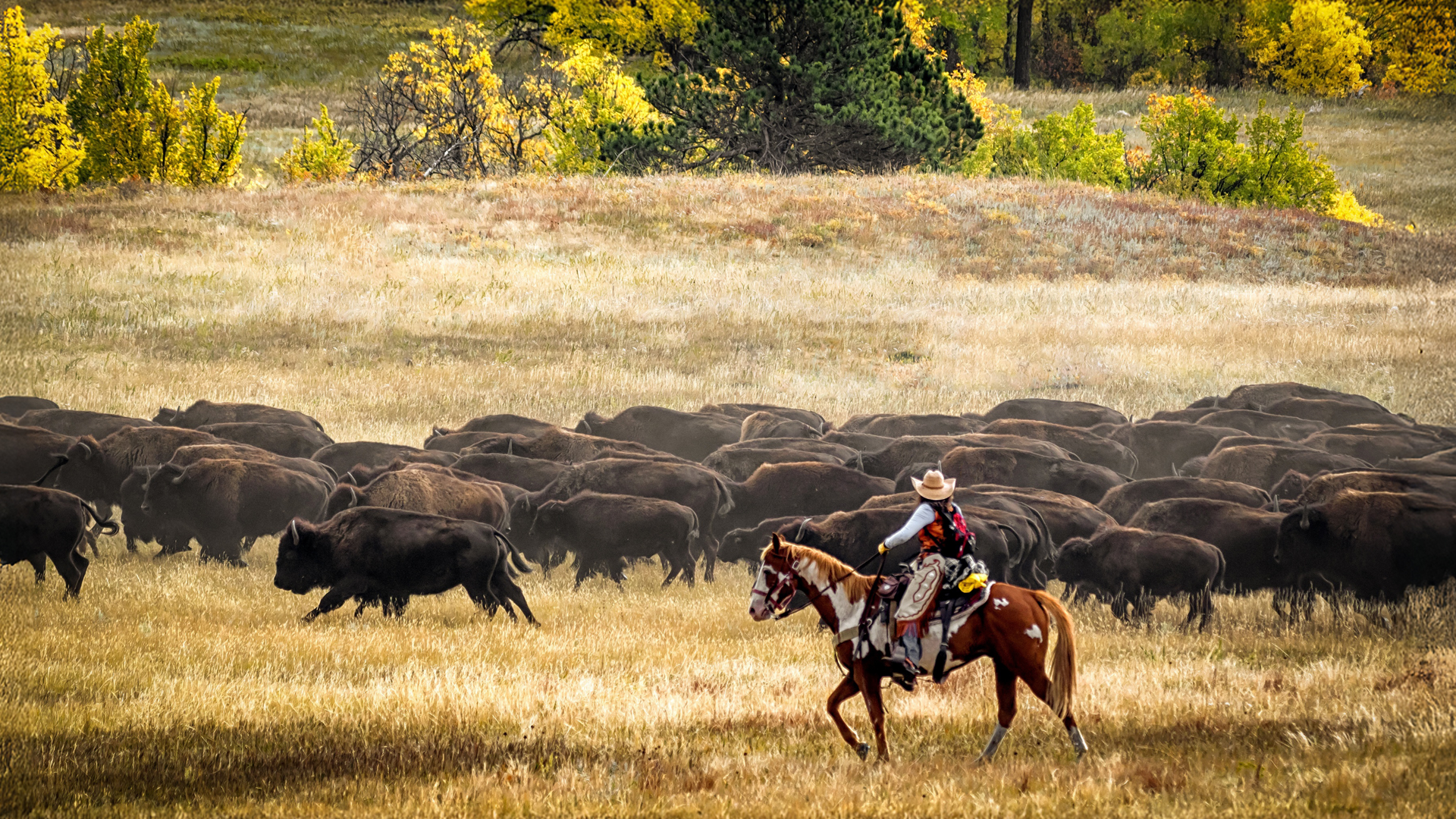 South Dakota Fall with Buffalo Roundup tour