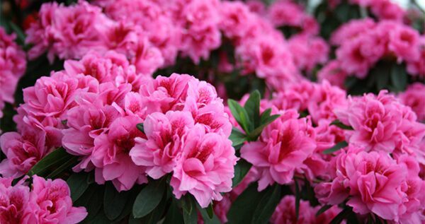 Amish & Azaleas tour