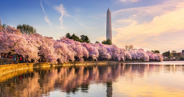 DC Cherry Blossoms tour