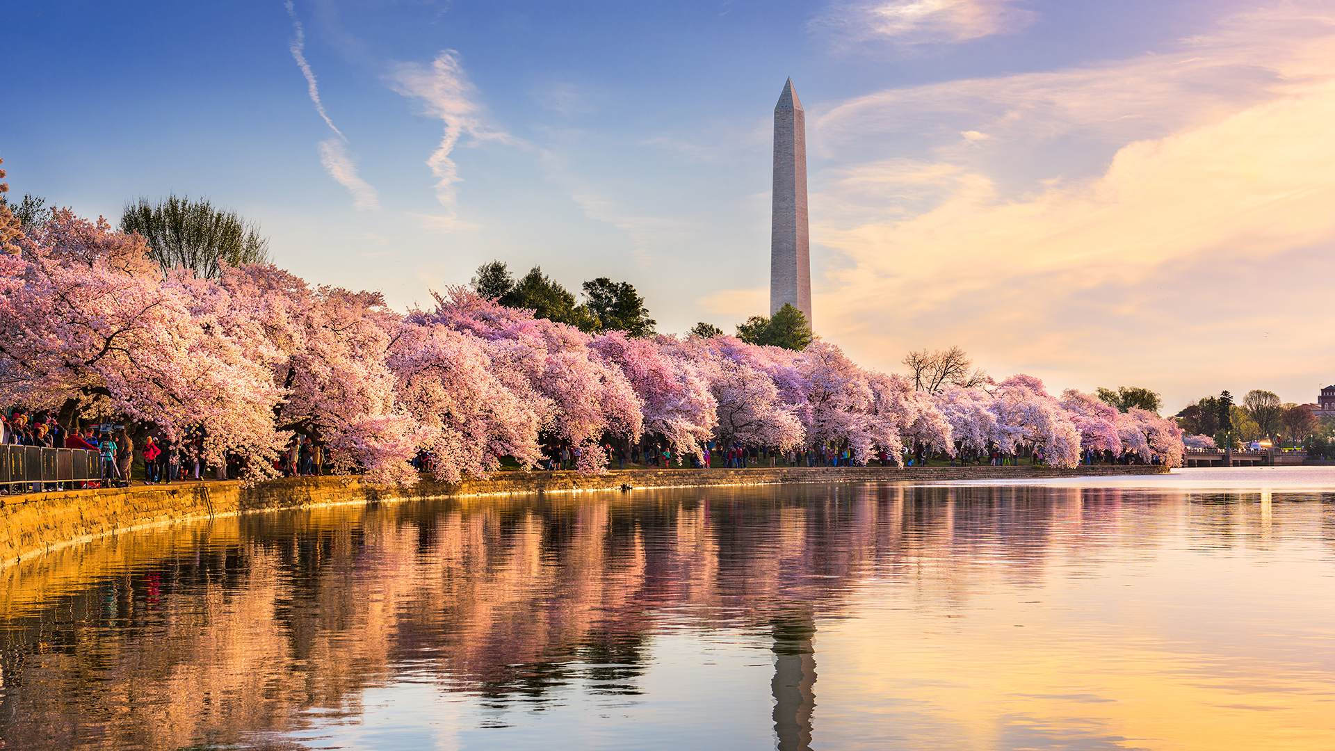 DC Cherry Blossoms tour