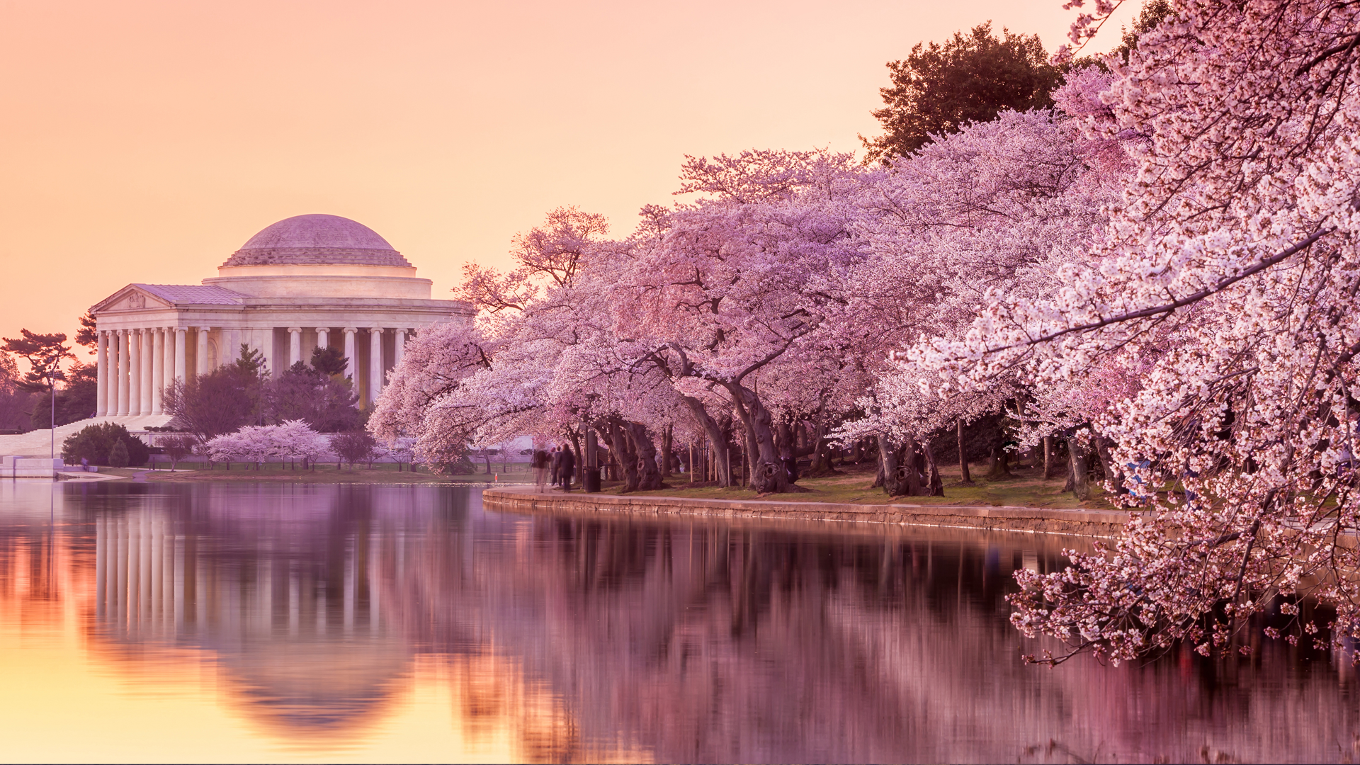 DC in Bloom tour